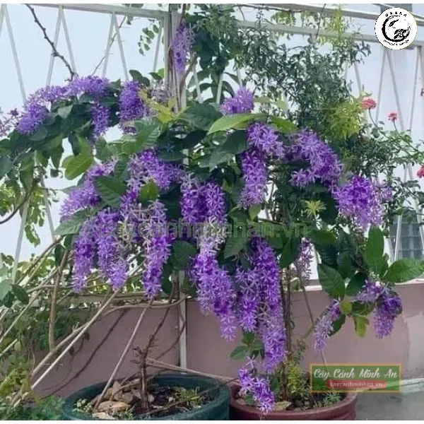 Tác phẩm hoa mai xanh Thái bonsai với những chuỗi hoa tím rủ xuống đầy quyến rũ
