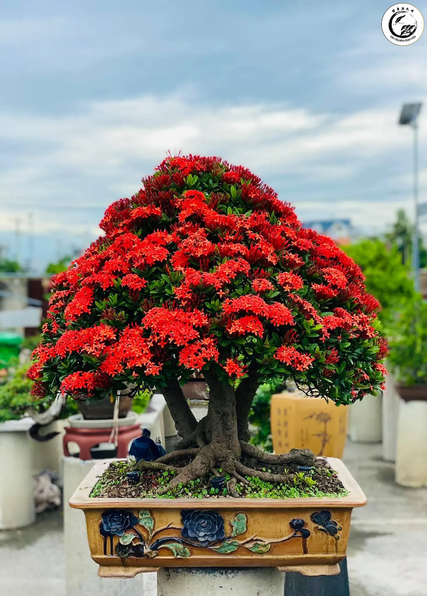 Mẫu đơn Thái lá rí bonsai dáng trực mang ý nghĩa chính trực và thăng tiến trong sự nghiệp