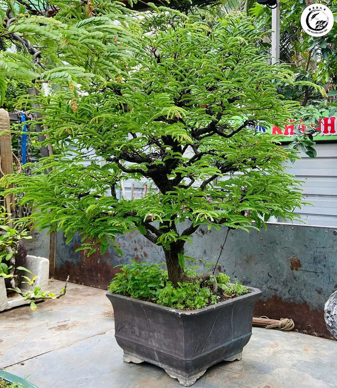 cay-me-bonsai-f0cc Không gian vườn thông thoáng là chìa khóa ngăn ngừa rêu nấm quay trở lại