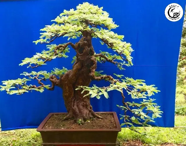 Thân vỏ xù xì tạo nên nét cổ kính đặc trưng cho dòng me bonsai