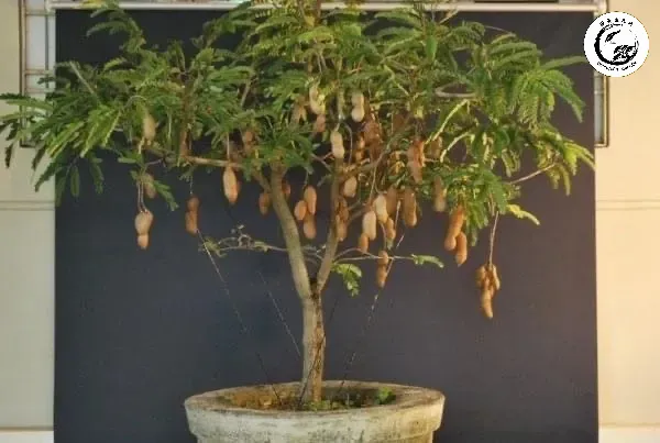 Vẻ đẹp độc đáo của cây me bonsai mini với những chùm trái chín mọng