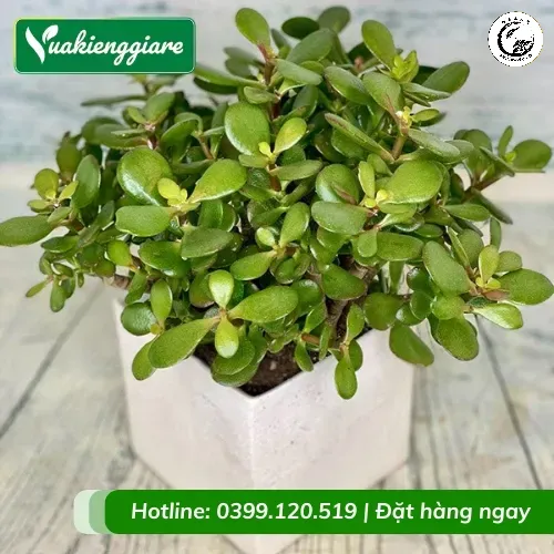 Ngọc Bích bonsai mini hút tài lộc là sự lựa chọn hoàn hảo cho không gian làm việc chuyên nghiệp