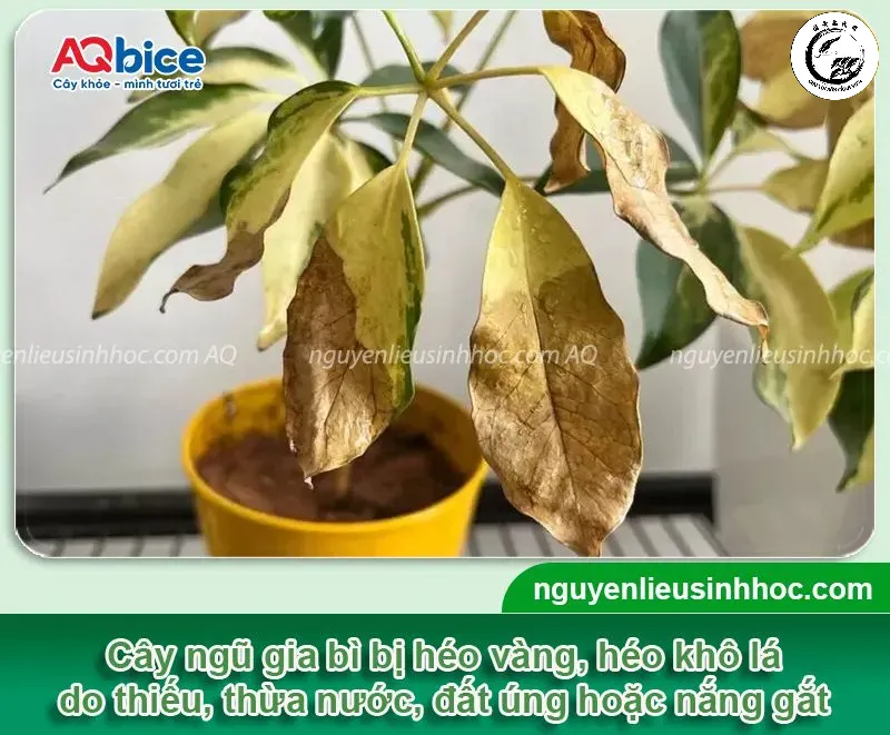 Nhận biết các dấu hiệu bất thường trên lá để có biện pháp xử lý kịp thời