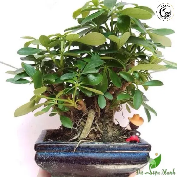 Cận cảnh bộ rễ khí mạnh mẽ và nghệ thuật của cây ngũ gia bì bonsai