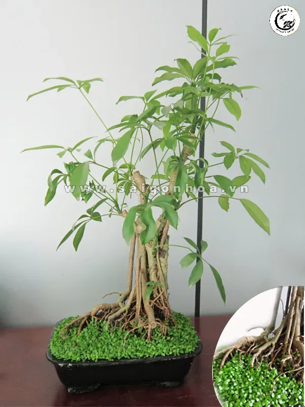 Tác phẩm ngũ gia bì bonsai phong thủy rễ khí mang vẻ đẹp cổ kính và sang trọng