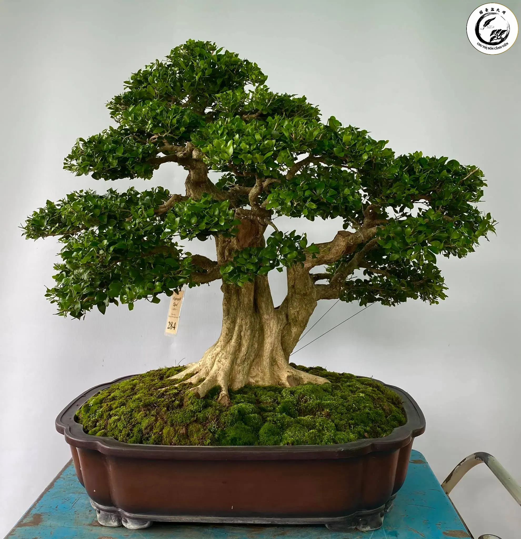 cay-nguyet-que-bonsai Nguyệt quế bonsai không chỉ đẹp mà còn mang ý nghĩa phong thủy về sự thành công và vinh quang