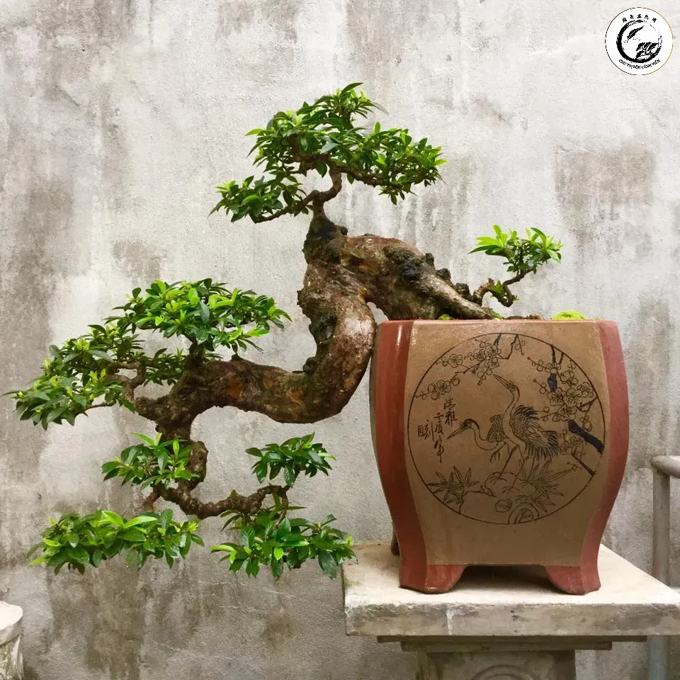 Những chùm quả sai trĩu là điểm nhấn quan trọng tạo nên sức sống cho cây ổi găng bonsai