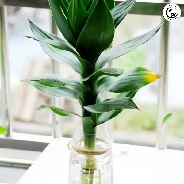 Cây phát tài búp sen bonsai văn phòng mang lại vẻ đẹp sang trọng và sự chuyên nghiệp cho không gian làm việc