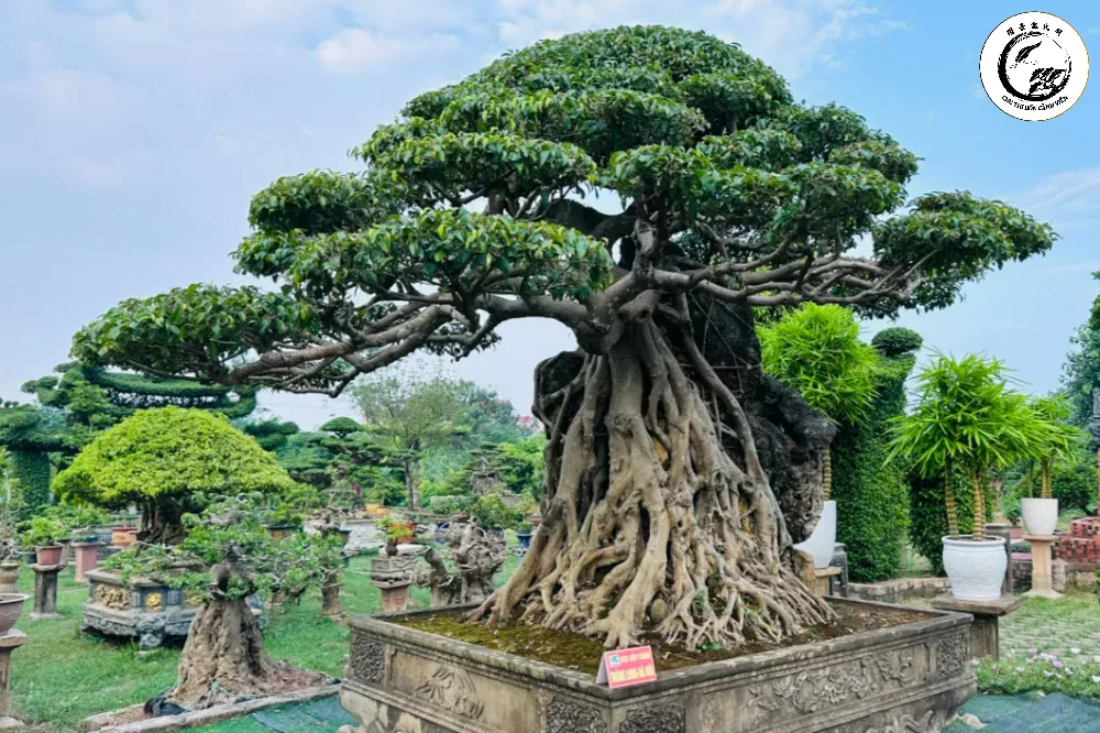 Sự tươi tốt của bonsai chính là biểu tượng cho sự hưng thịnh của người mệnh Mộc