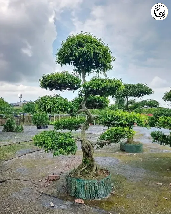 Vẻ đẹp cây sanh Nam Điền truyền thống rạng rỡ dưới ánh nắng ban mai