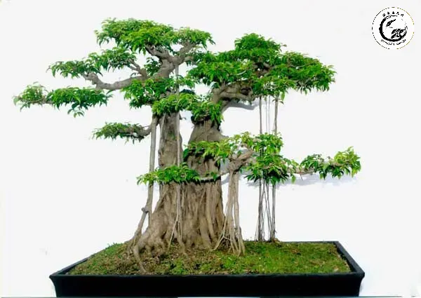 cay-sanh-phong-thuy-1534-phunutoday Cây Sanh với bộ rễ nôm phát triển vượt trội và vững chãi