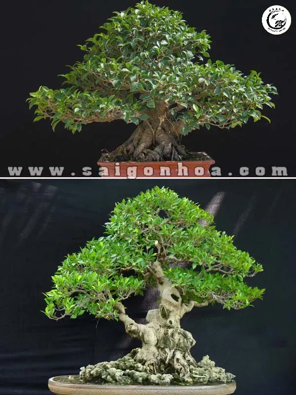 Tác phẩm cây si bonsai được tạo dáng chổi mâm xôi cân đối và bề thế