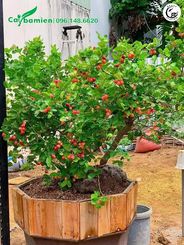 Cây siro bonsai trái đỏ mọng rũ tạo điểm nhấn rực rỡ cho không gian sống