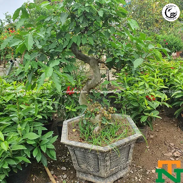 cay-sung-nep-4ea38 Cây sung bonsai với những chùm quả sai trĩu cành là thành quả của kỹ thuật lặt lá đúng cách