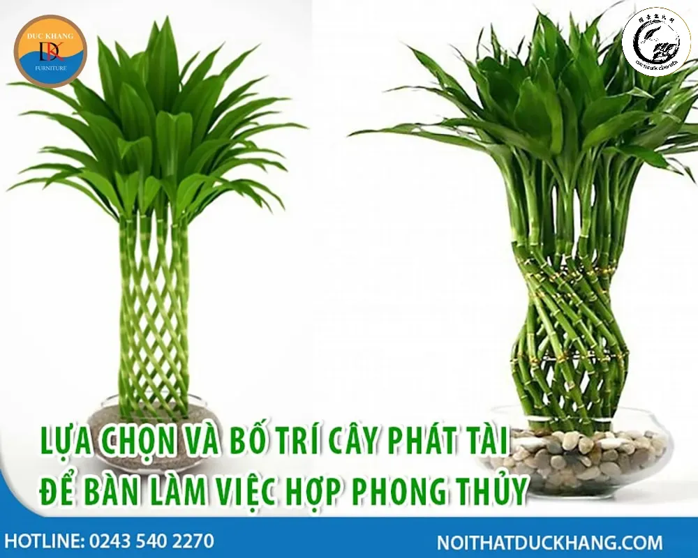 cay-than-tai-de-ban-lam-viec Bố trí Trúc Phát Tài tại nơi làm việc giúp hanh thông sự nghiệp và thu hút quý nhân