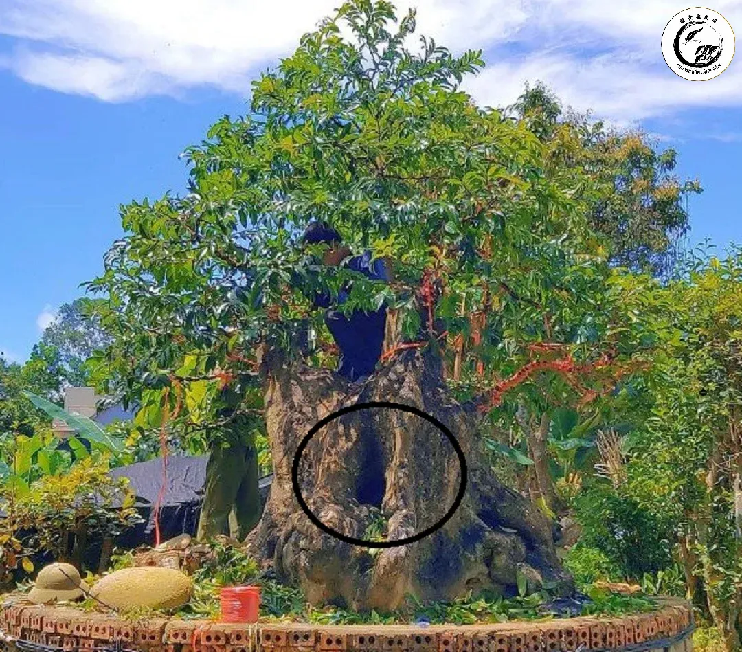 Sự hiện diện của cây thị nhọ nồi da đen bonsai mang lại không gian tĩnh lặng và uy nghiêm