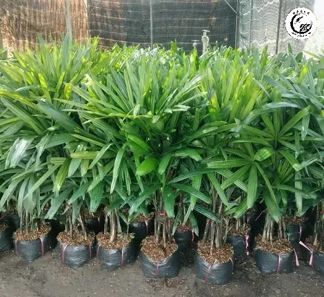 cay-truc-may-gia-re-tai-ho-chi-minh_cay-truc-may-gia-re-hcm-1 Lựa chọn những cây có lá xanh đậm và thân cứng cáp để đảm bảo sức sống lâu dài