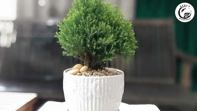cay-tuyet-tung-cach-trong-va-cham-soc-don-gian-cho-cay-luon-tuoi-tot-202111041318019719 Sử dụng bình phun sương giúp duy trì độ ẩm lý tưởng cho lá cây tùng tuyết