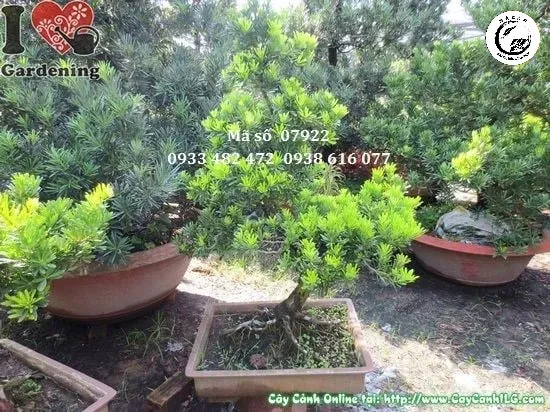 cay-van-nien-tung-kim-cuong-bonsai-dang-truc-1 Tùng kim cương với bộ tán bồng bềnh như những làn mây xanh mướt