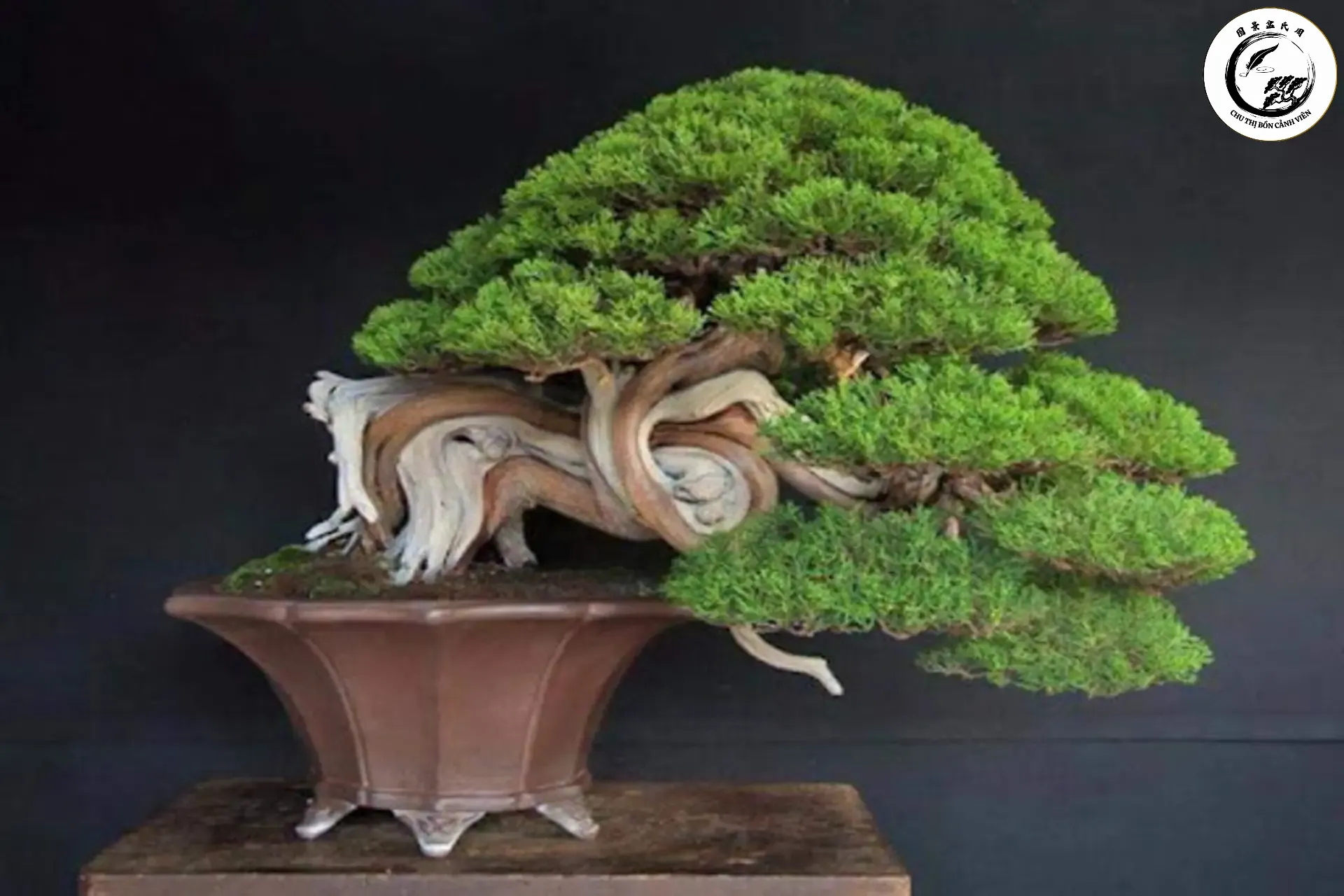 Tùng Bồng Lai Biểu tượng của sự kiên cường và tài lộc cho người mệnh Mộc