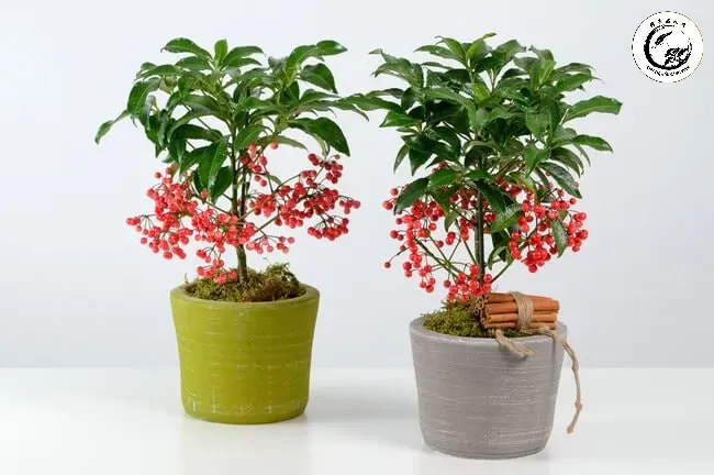 Lựa chọn chậu màu đỏ và đặt đúng hướng giúp người mệnh Hỏa thăng tiến nhanh chóng