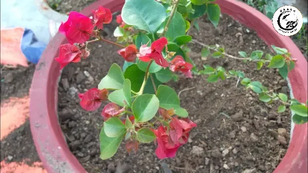 Trạng thái lá héo rũ đặc trưng trong quá trình siết nước để kích thích ra hoa