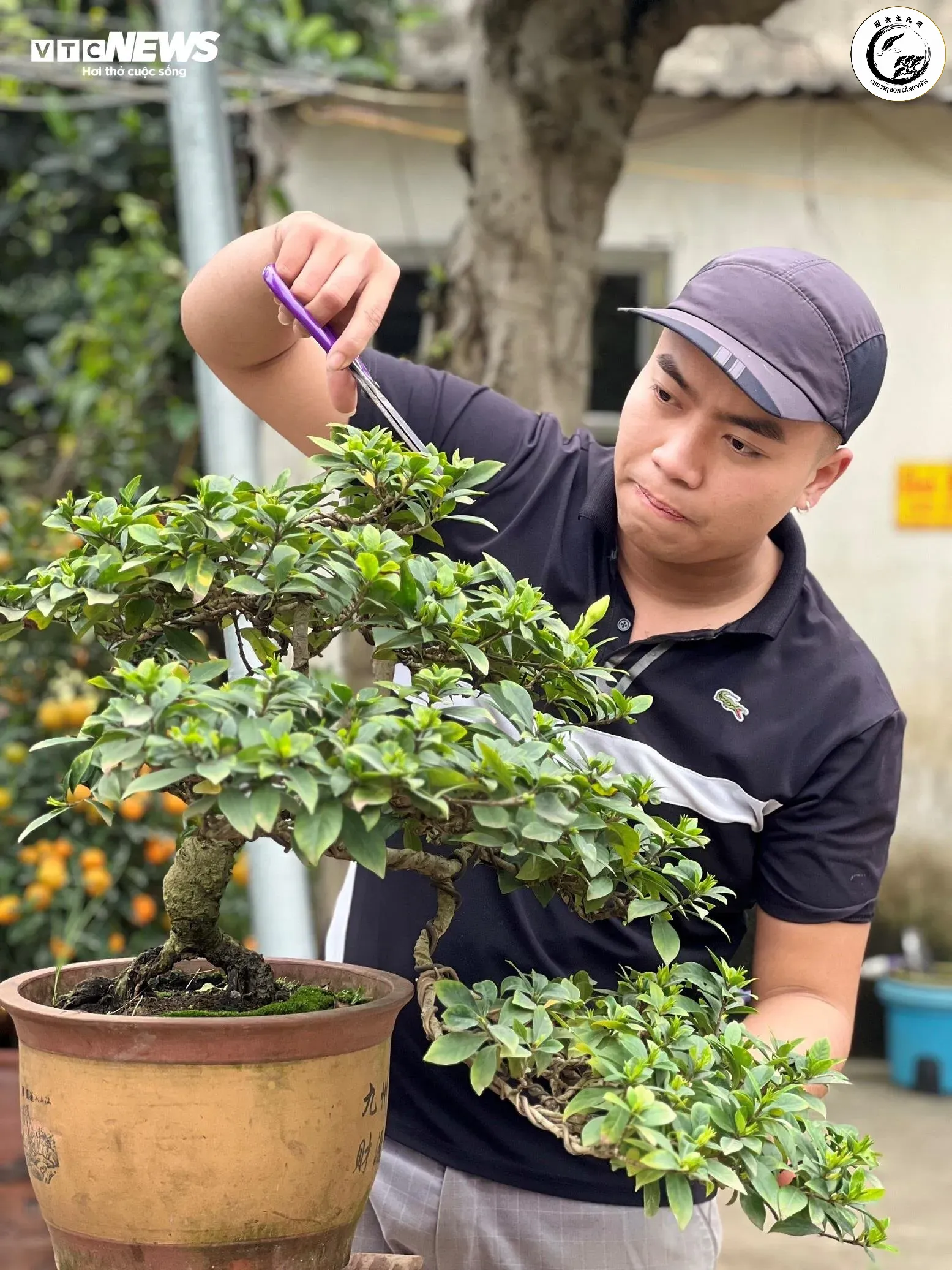 Nghệ nhân tỉ mỉ thực hiện kỹ thuật lột dăm để tạo vẻ đẹp lão hóa và dấu ấn thời gian cho cây cảnh
