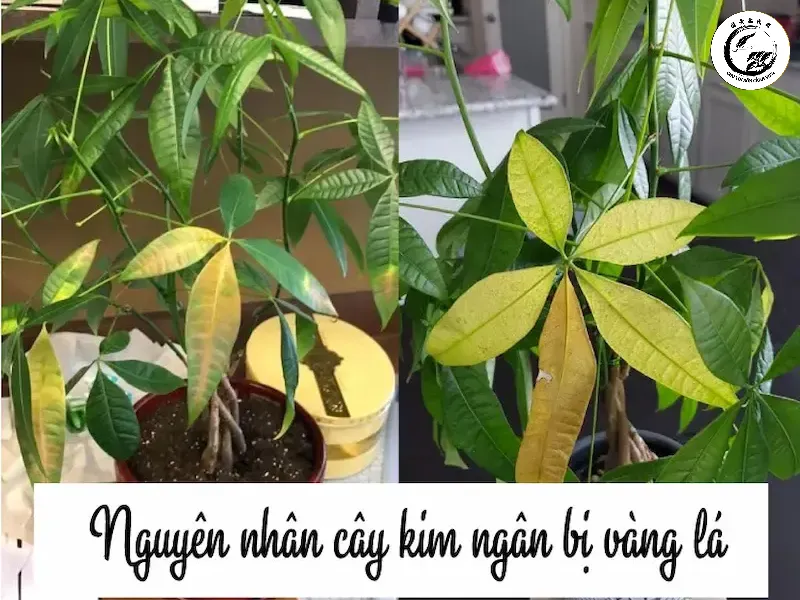 cdweispbynksii9bqqtz Lá vàng và mềm nhũn là dấu hiệu đặc trưng của tình trạng thừa nước