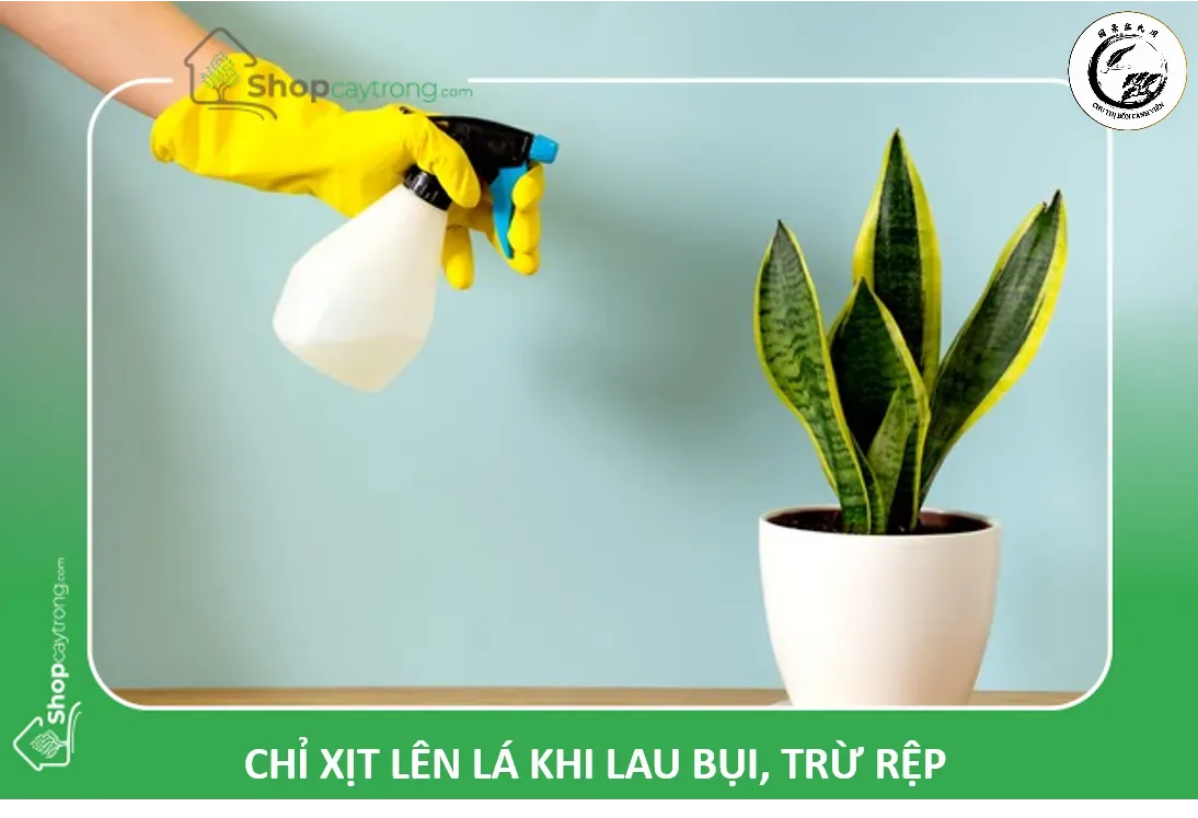 Chỉ nên tưới nước khi đất đã khô hoàn toàn để tránh thối rễ cho cây Lưỡi Hổ