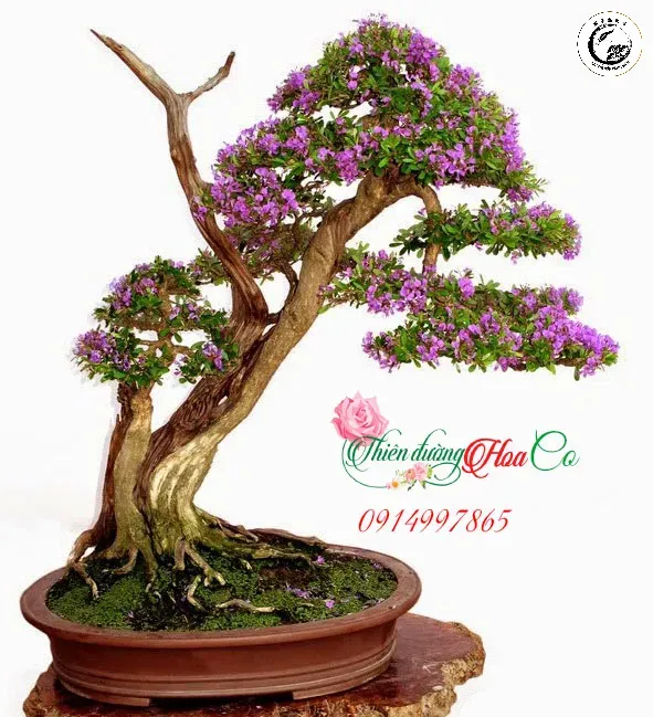 Vẻ đẹp mê hồn và đầy sức sống của cây Sam Núi khi vào mùa hoa nở rộ