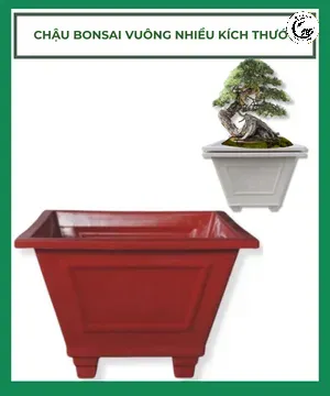 chau-bonai-vuong-nhieu-kich-thuoc Xác định tỷ lệ giữa chiều cao cây và kích thước chậu là bước cực kỳ quan trọng