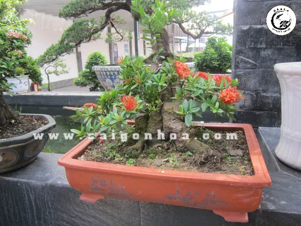 chau-cay-trang-do-bonsai-trang-tri-san-vuon Vị trí đón nắng giúp cây bông trang đỏ phát triển khỏe mạnh và ra hoa đều