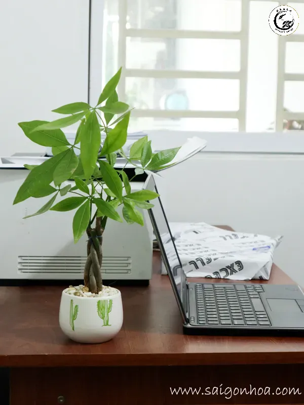 Cây Kim Ngân để bàn là lựa chọn lý tưởng mang lại tài lộc và sự cân bằng cho người mệnh Hỏa