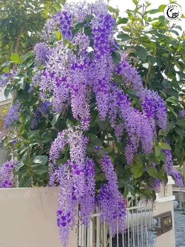 Sự kết hợp hoàn hảo giữa nét cổ điển của bonsai và không gian sống hiện đại