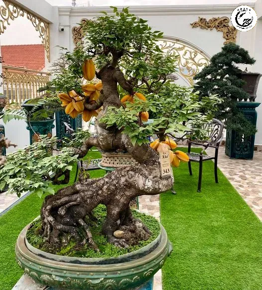 Những chùm quả vàng rực rỡ là điểm nhấn đắt giá nhất của dòng Bonsai Khế Nhật