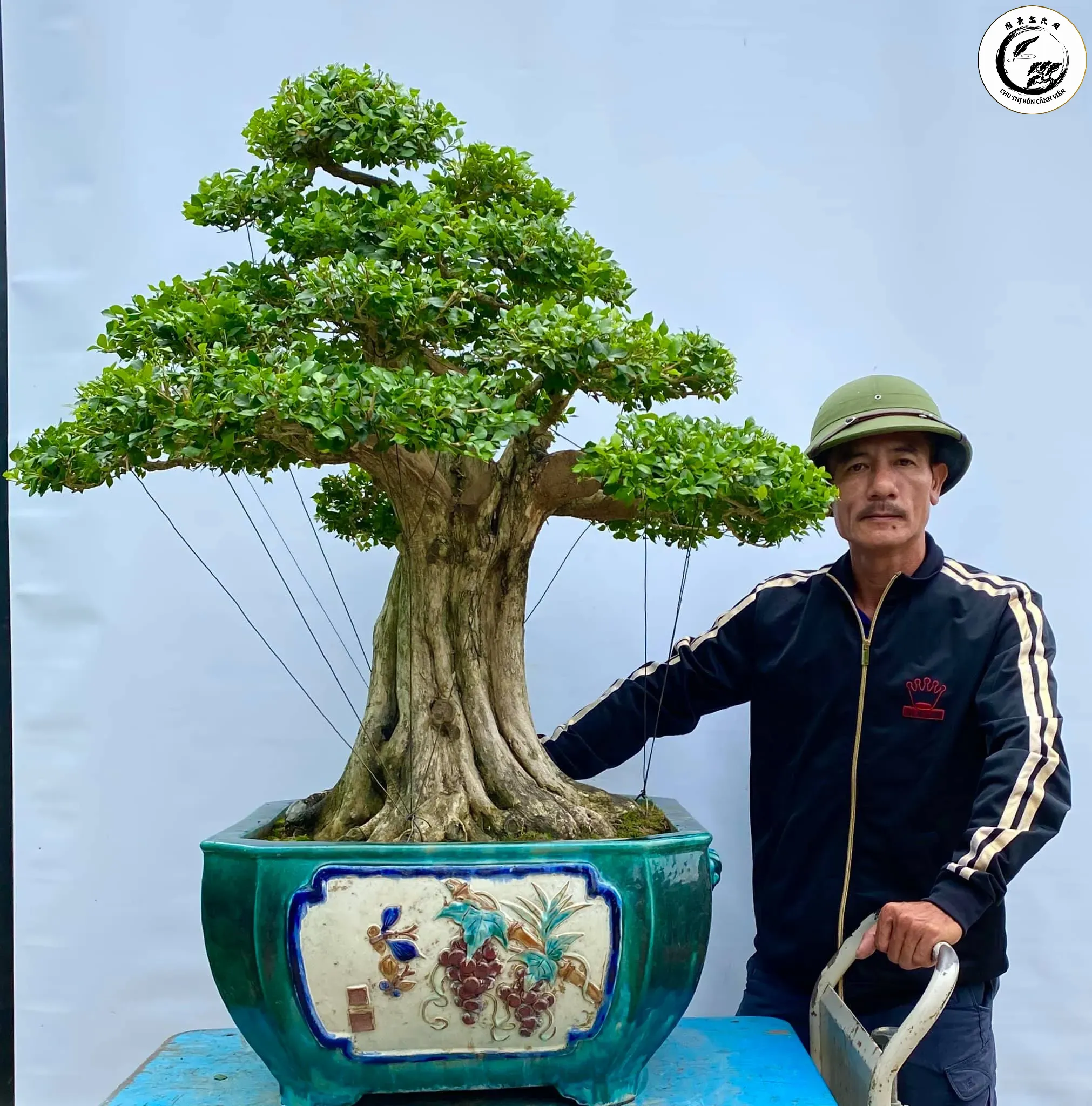 chung-toi-la-dia-chi-ban-cay-bonsai-nguyet-que-uy-tin Tác phẩm Bonsai nguyệt quế lá rí đọt xanh với dáng thế uy nghi và tán lá dày đặc