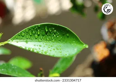 Những giọt sương đêm cung cấp độ ẩm quý giá cho quá trình trao đổi chất của cây