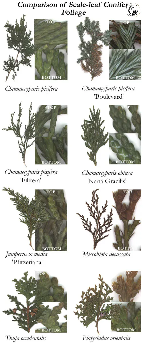 composite2 Cấu trúc lá vảy độc đáo tạo nên diện mạo khác biệt cho bách diệp bonsai
