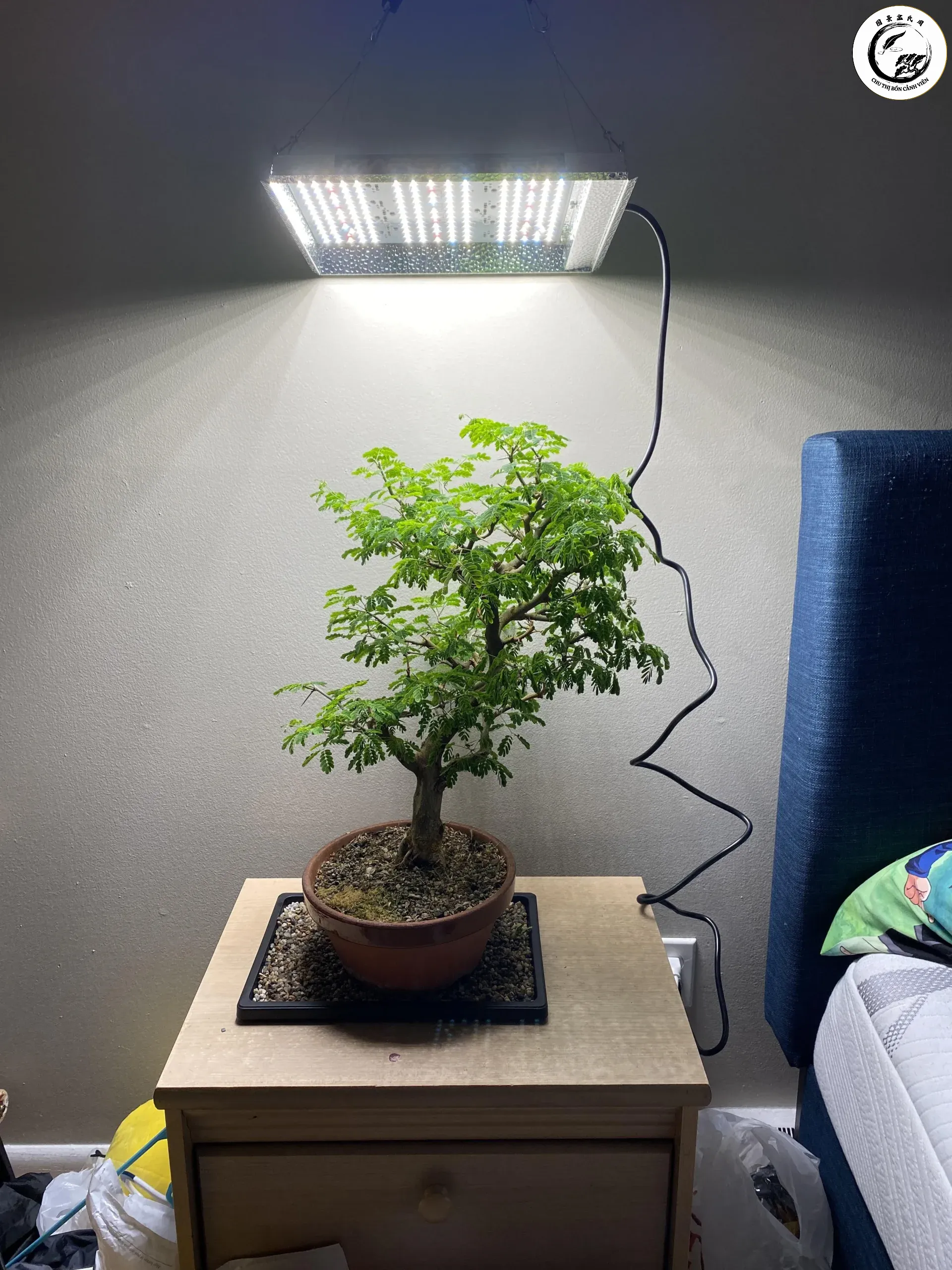 Hệ thống đèn quang hợp LED cho bonsai trong nhà giúp cây phát triển xanh tốt và duy trì dáng thế