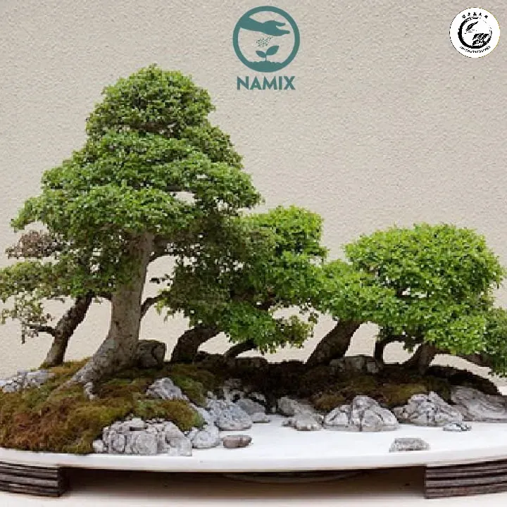 Hỗn hợp đất trồng chuyên dụng cho bonsai nhân sâm giúp thoát nước tối ưu
