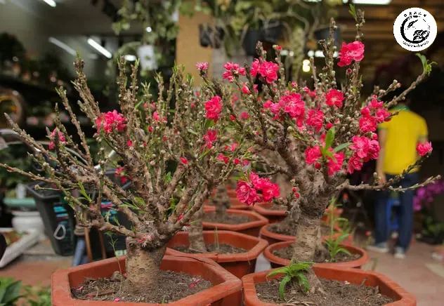 Đào Tiến Vua bonsai dáng trực cổ Tuyệt tác nghệ thuật hội tụ tinh hoa đất trời