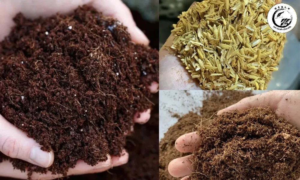 Sử dụng phân bón đúng cách giúp lá tùng xanh dày và khỏe mạnh sau khi ép