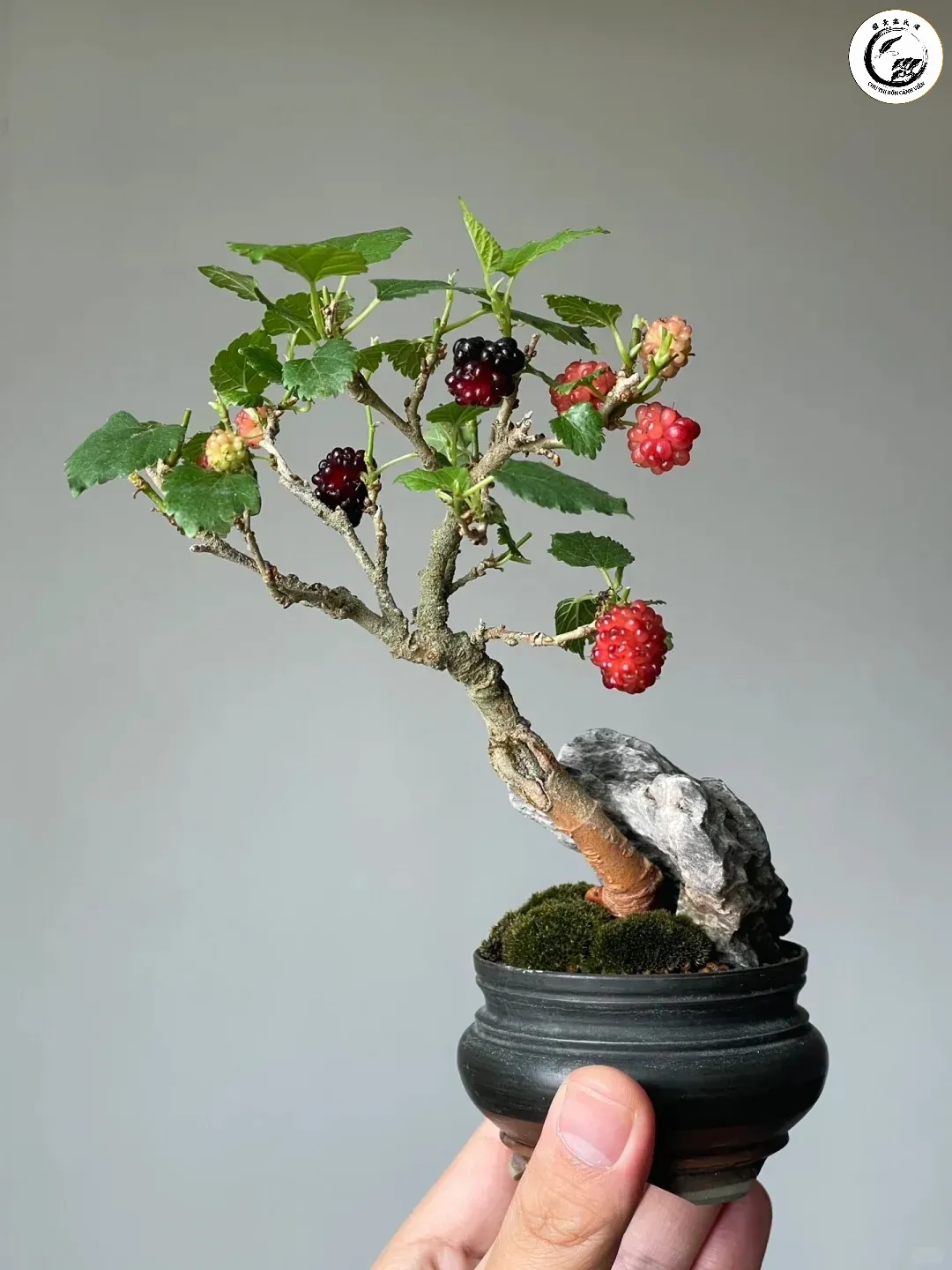 Vẻ đẹp rực rỡ của dâu tằm bonsai mini khi quả vào mùa chín mọng