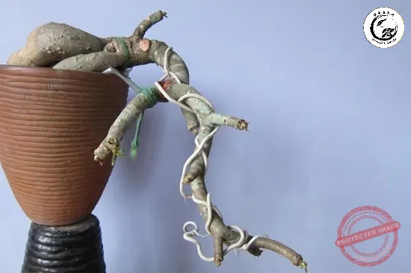 day-nhom-uon-cay-bonsai-2 Sử dụng dây nhôm để định hình vị trí cành âm và cành dương
