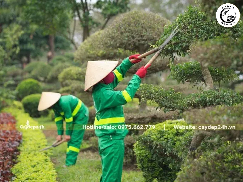 Kỹ thuật cắt tỉa cành đan chéo chống rối là bước quan trọng để duy trì sức khỏe cây trồng