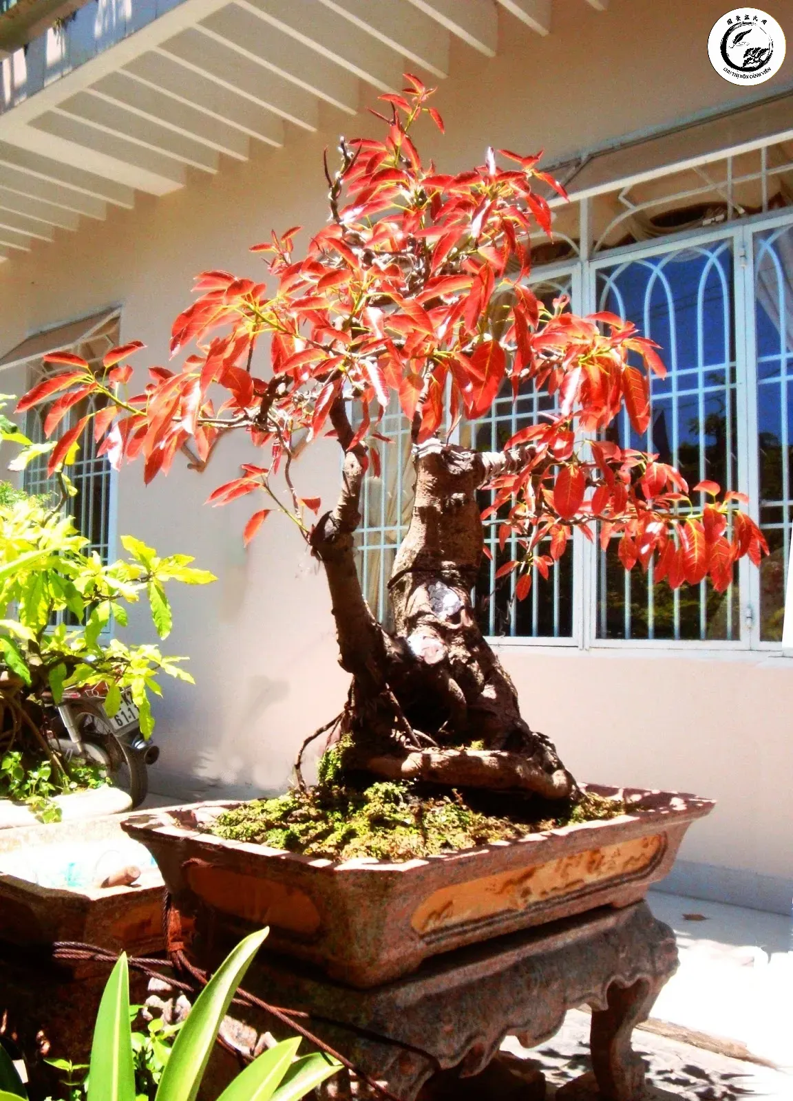 Tác phẩm sộp bonsai búp đỏ với vẻ đẹp uy nghi và màu sắc rực rỡ của mầm non