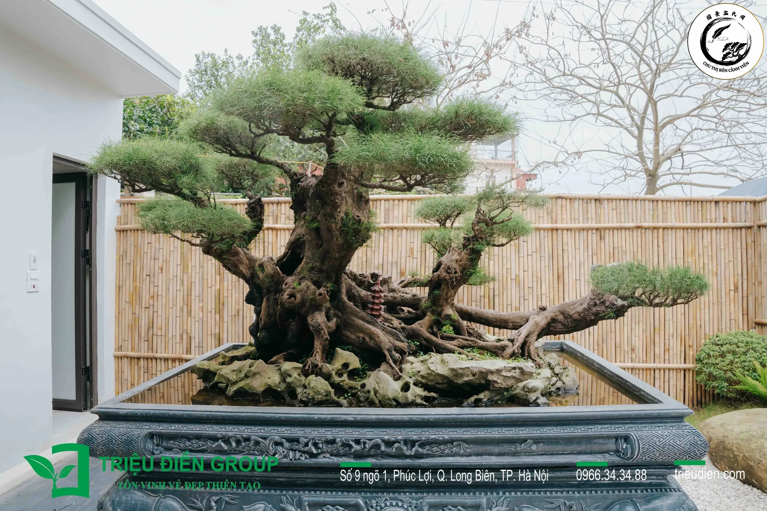 Sự cân đối hoàn hảo trong Bonsai bắt nguồn từ việc xác định đúng vị trí cành số 1