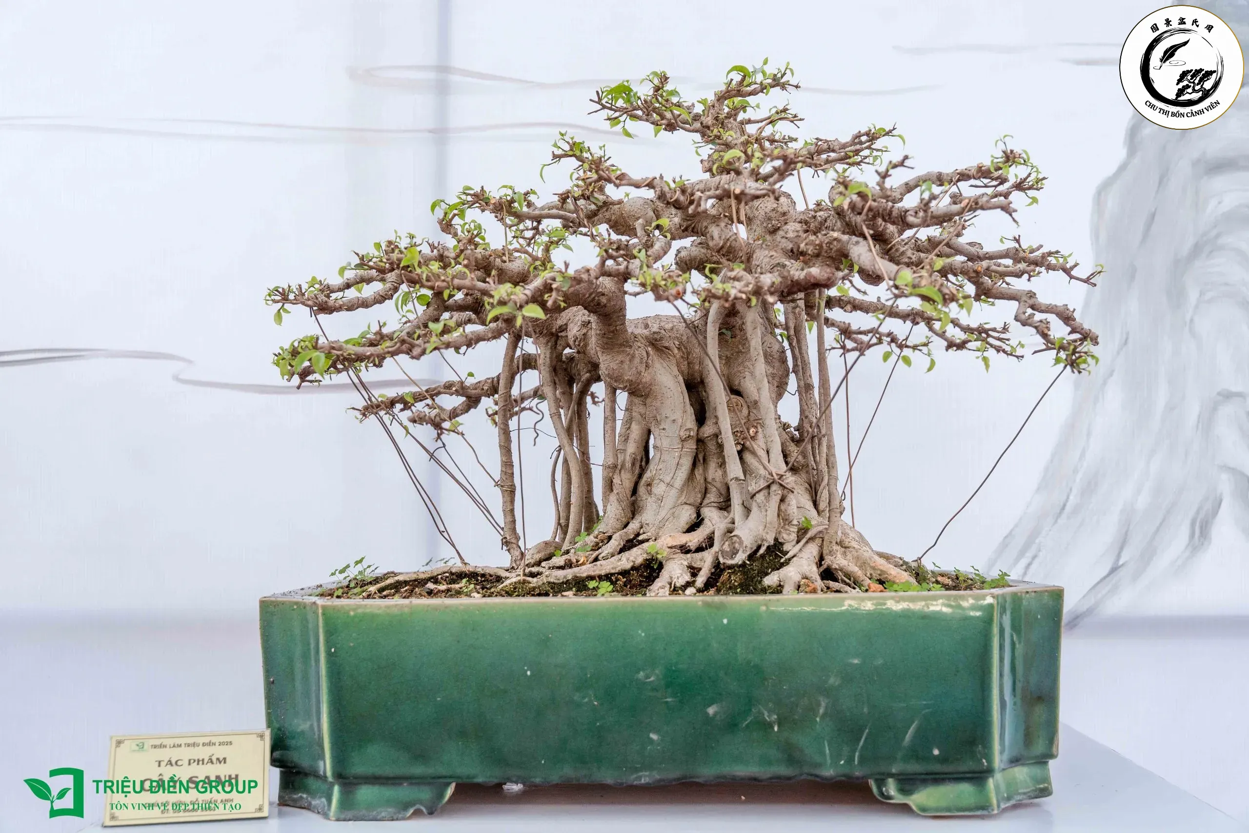dsc08098-1-scaled-1 Tác phẩm bonsai dáng song thụ uyên ương hòa quyện đẹp mang giá trị thẩm mỹ cao
