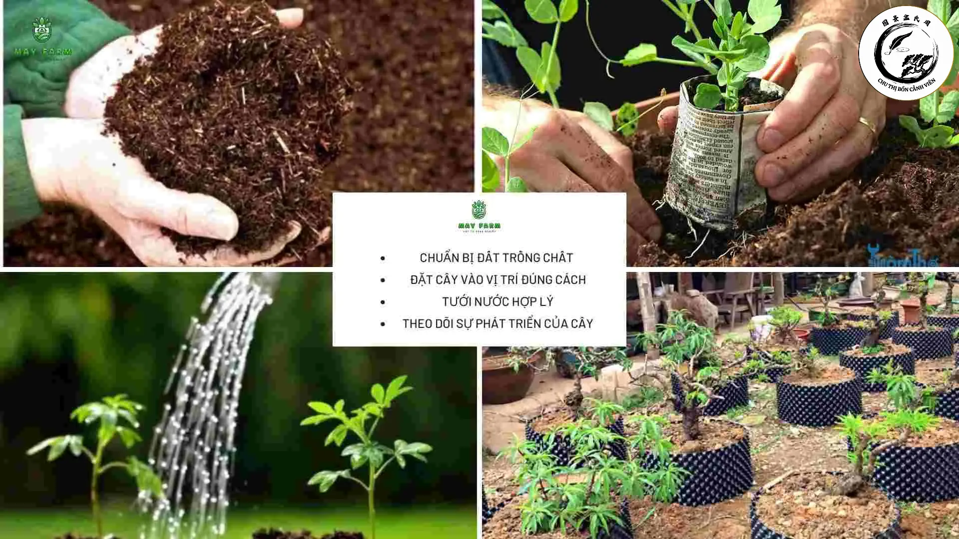 Kiểm tra kỹ bộ rễ và bầu đất là bước quan trọng để chọn được cây cẩm tú mai khỏe mạnh
