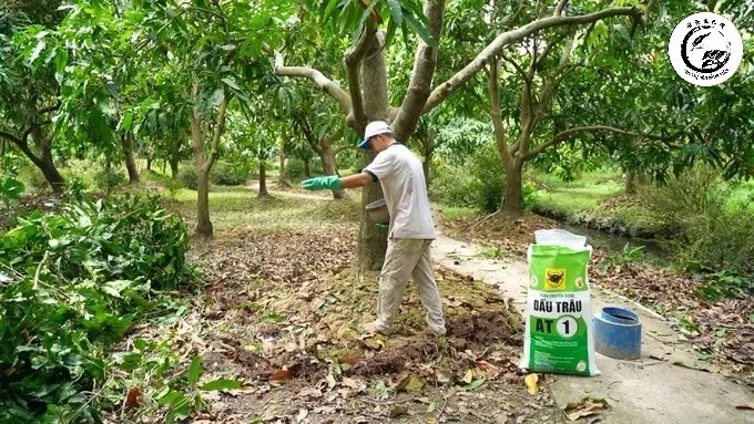 Chế độ dinh dưỡng hợp lý sau cắt tỉa là chìa khóa cho những mầm non mập mạp